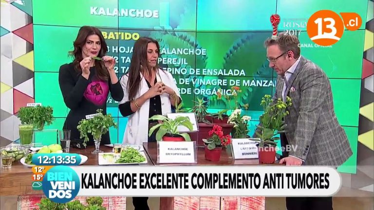 Beneficios del batido de kalanchoe: receta y propiedades
