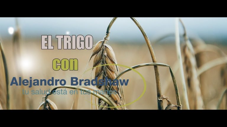 batido de trigo engorda